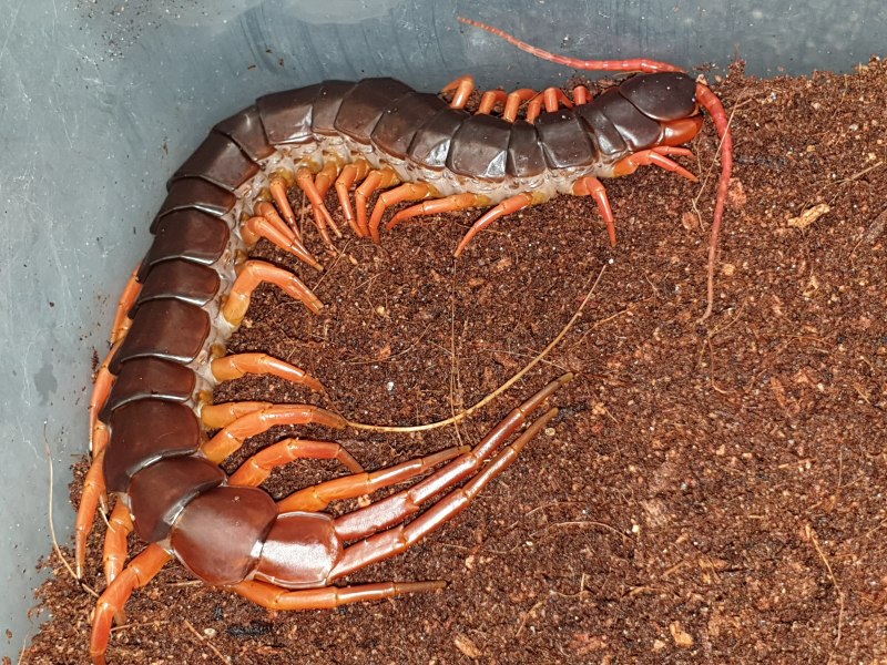 Сколопендра subspinipes