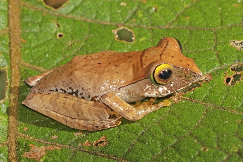 Canarium madagascariensis