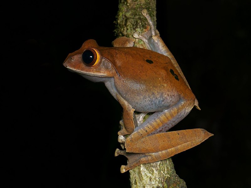 Умбертия Мадагаскарская Humbertia madagascariensis