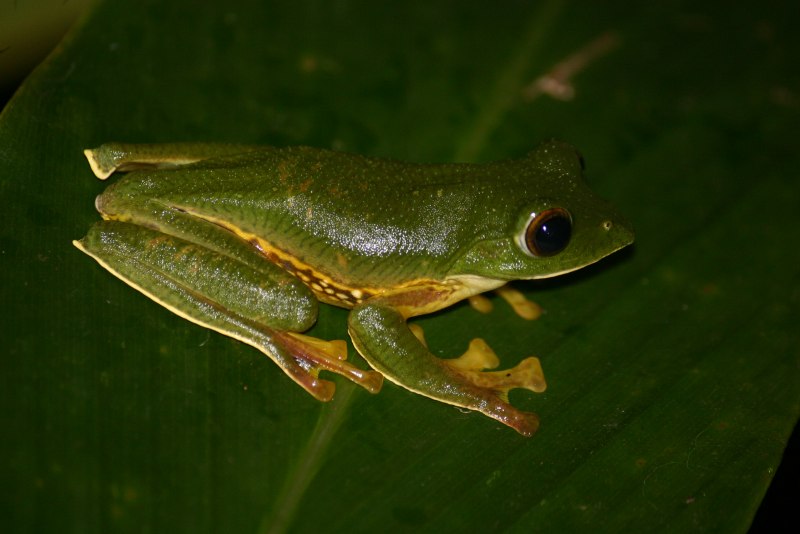 Аннамский веслоног Rhacophorus annamensis