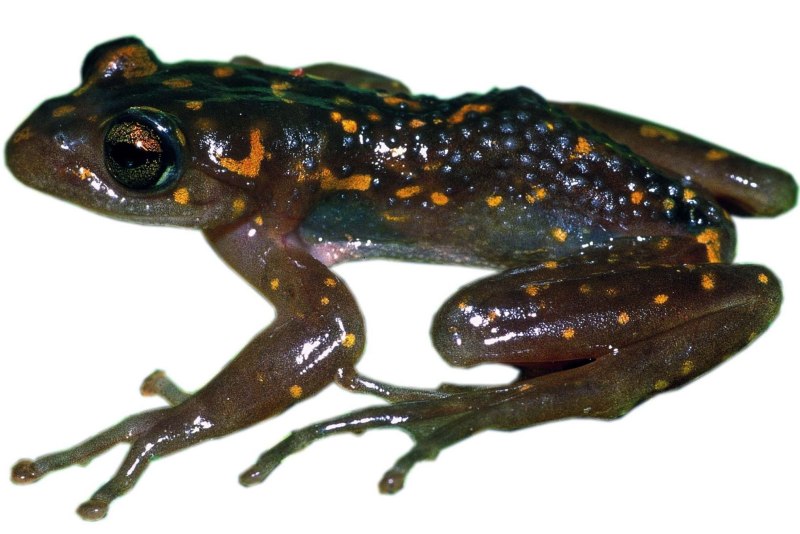 Boophis albilabris