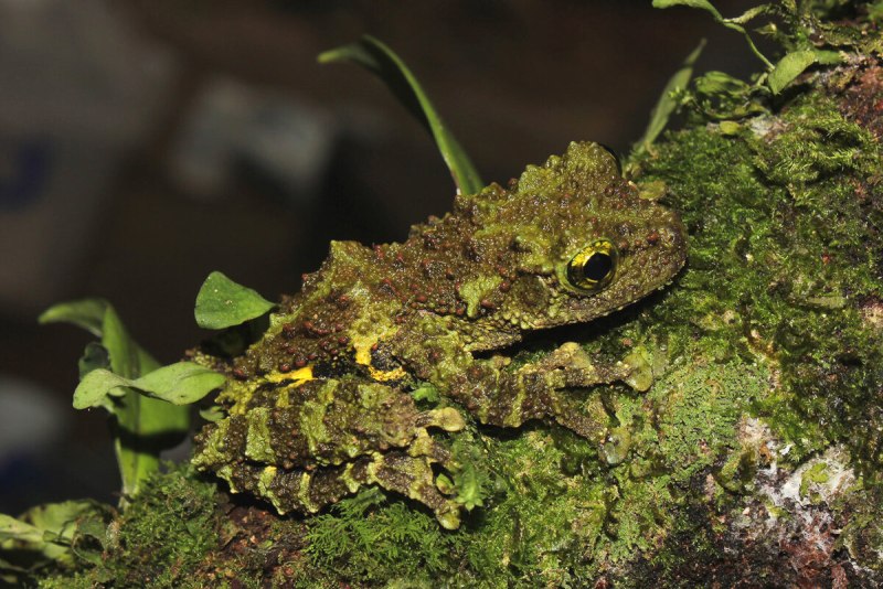 Theloderma bambusicolum