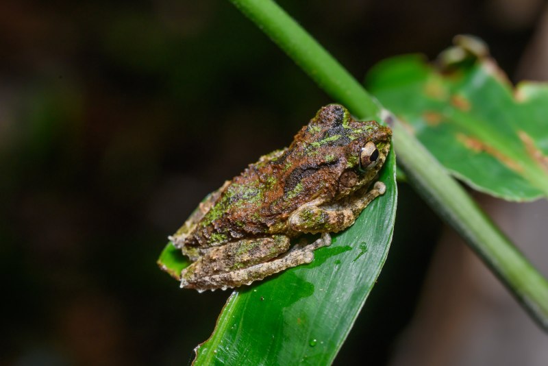 Kurixalus Odontotarsus