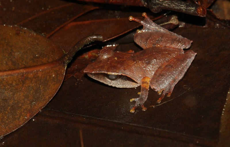 Pseudophilautus asankai