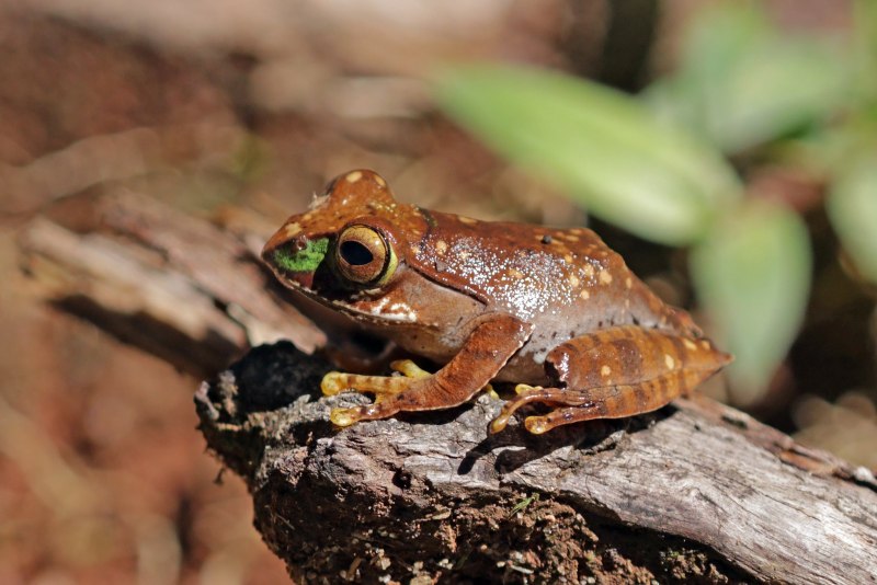 Humbertia madagascariensis,
