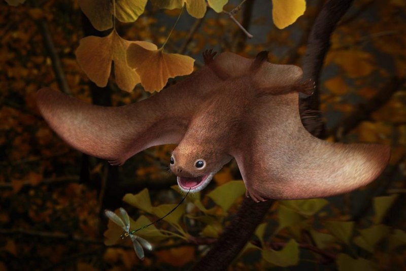 Anurognathus Ammoni