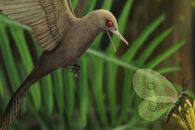 Oculudentavis khaungraae