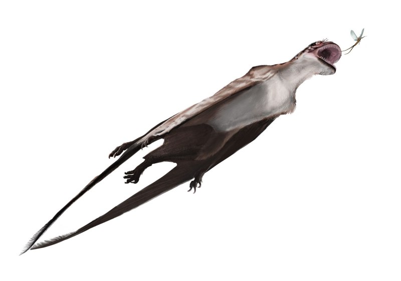 Mesadactylus ornithosphyos