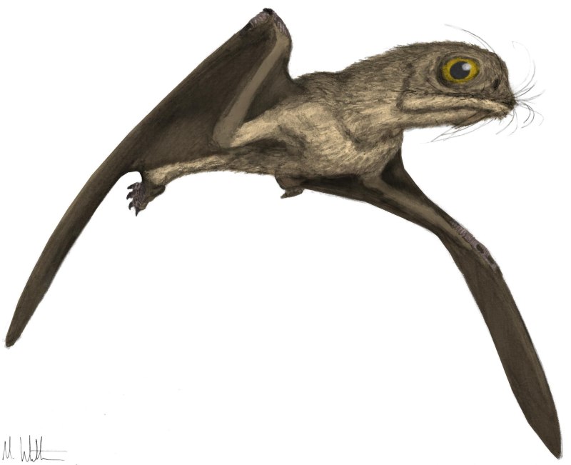 Anurognathus Ammoni