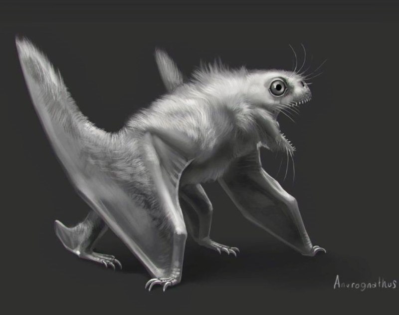 Anurognathus Ammoni