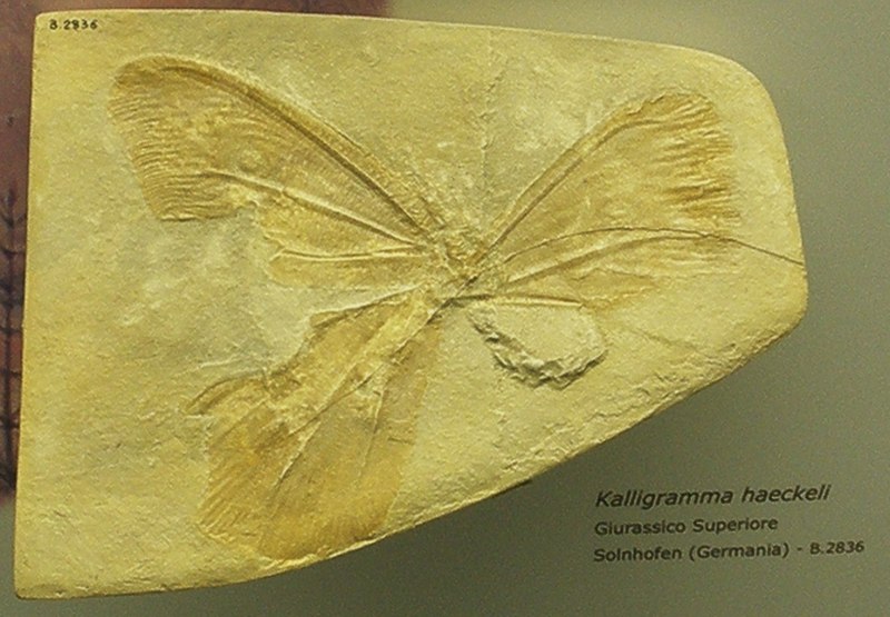 Kalligramma albifasciatum