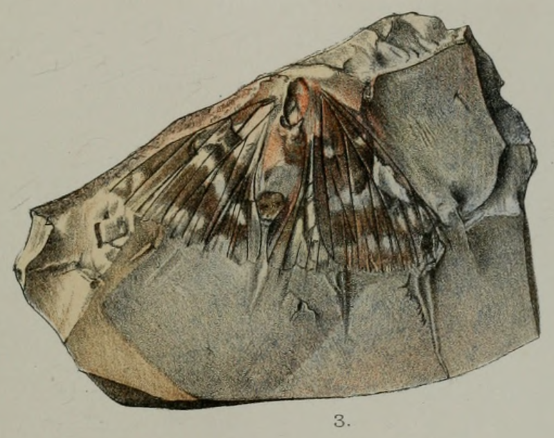 Моль archeolepis