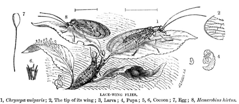 Neuroptera жизненный цикл