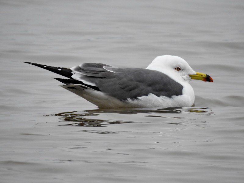 Larus crassirostris (чернохвостая Чайка)