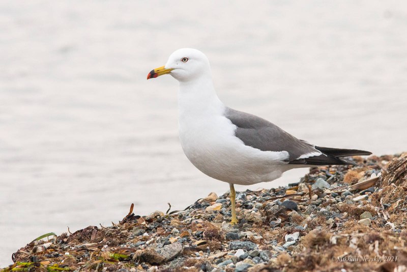 Larus crassirostris (чернохвостая Чайка)