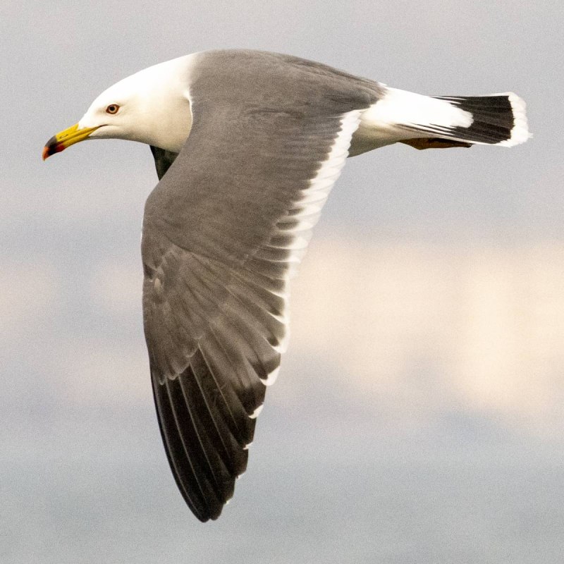 Larus crassirostris (чернохвостая Чайка)