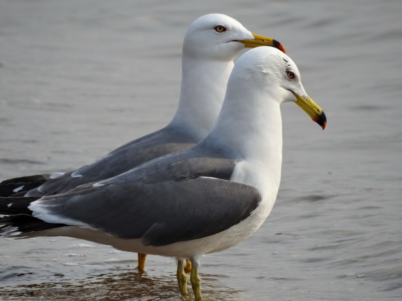 Larus crassirostris (чернохвостая Чайка)
