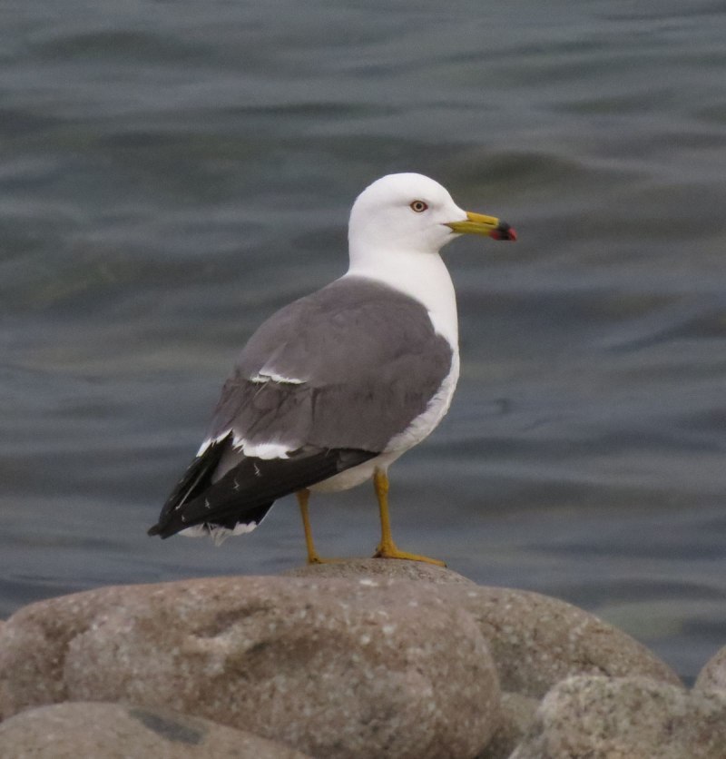 Larus crassirostris (чернохвостая Чайка)