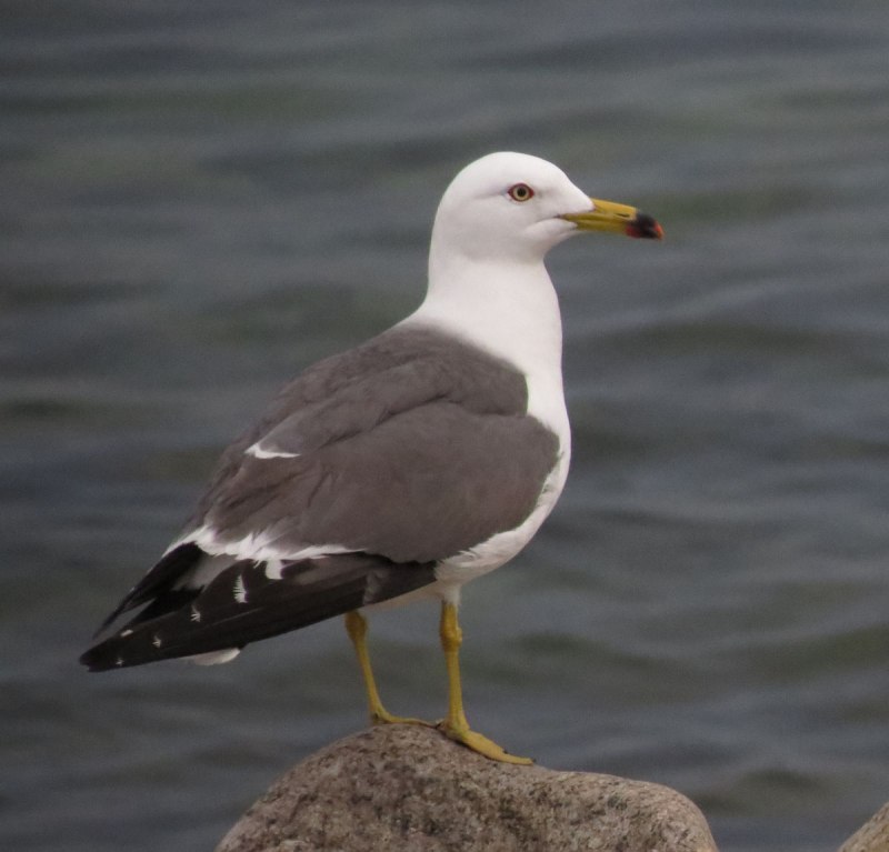 Black-tailed Gull
