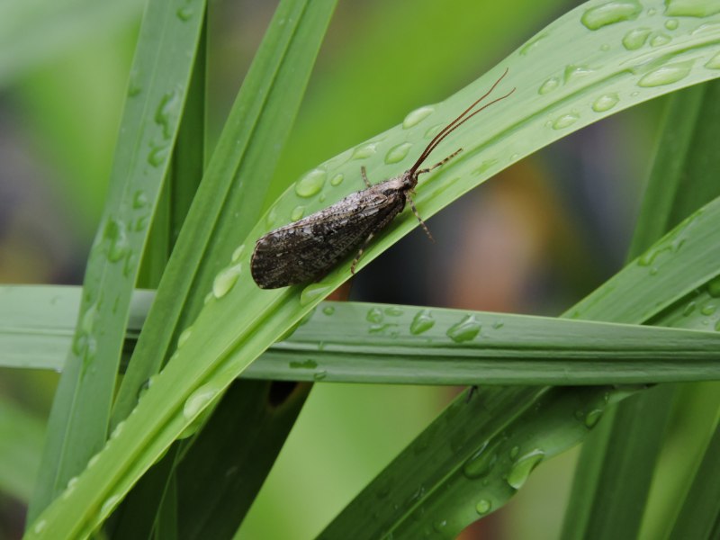 Ручейники (Trichoptera)