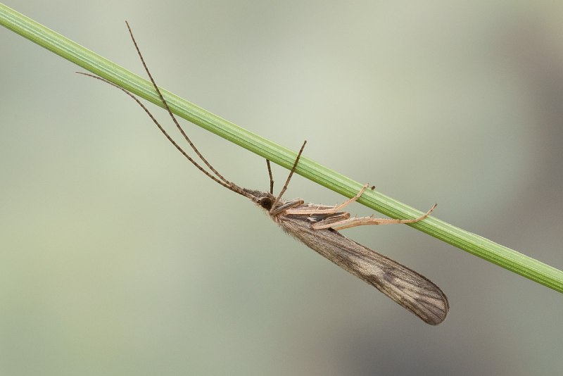 Molana angustata