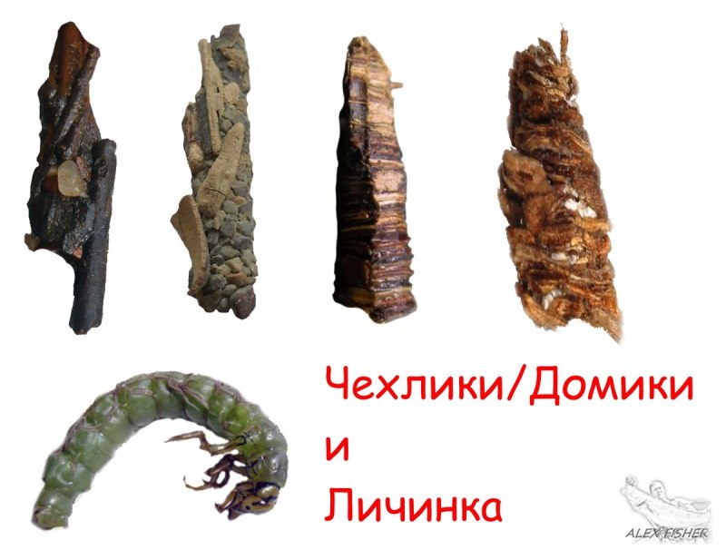 Личинка, ручейник, хищник