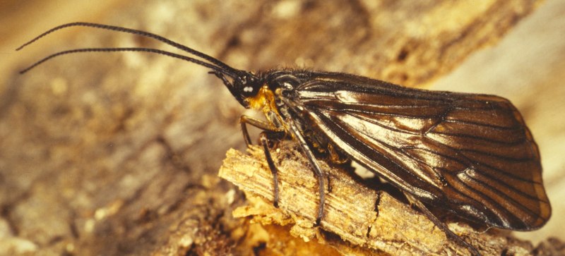 Ручейники (Trichoptera)