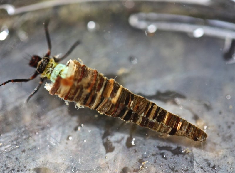 Ручейники (Trichoptera)