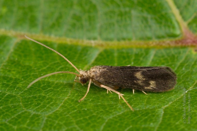 Ручейники (Trichoptera)
