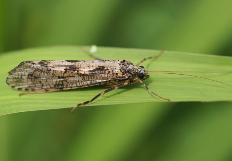 Ручейники (Trichoptera)