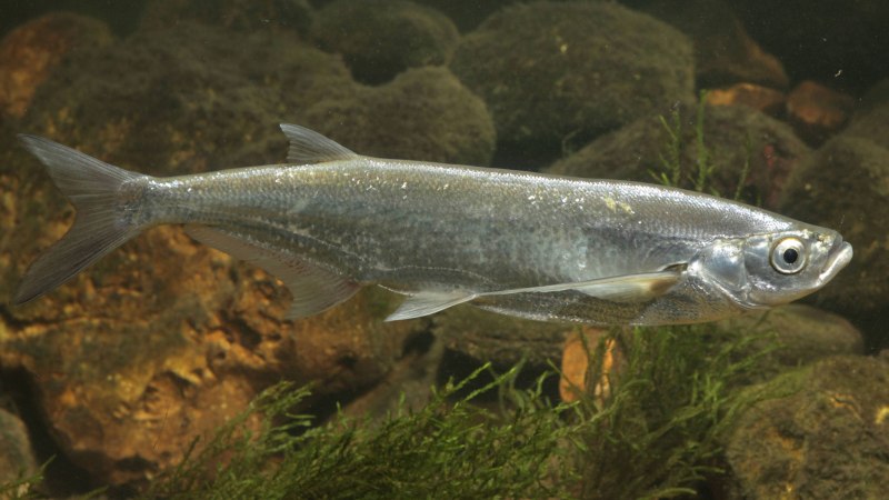 Чехонь Pelecus cultratus