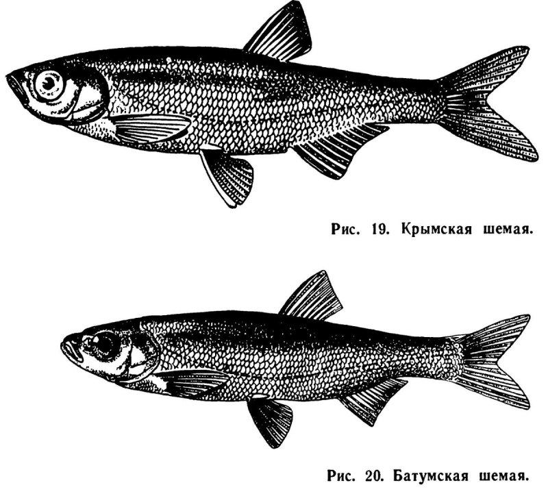 Рыба Шамайка Каспийская