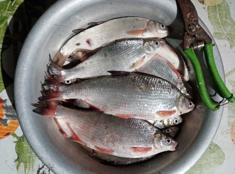 Рыбец и Шамайка