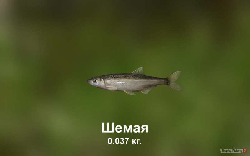 Шемая Каспийская