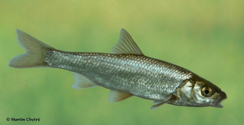 Елец обыкновенный Leuciscus Leuciscus