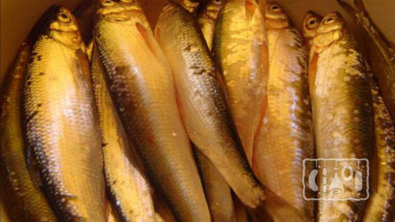 Царская рыба Шамайка