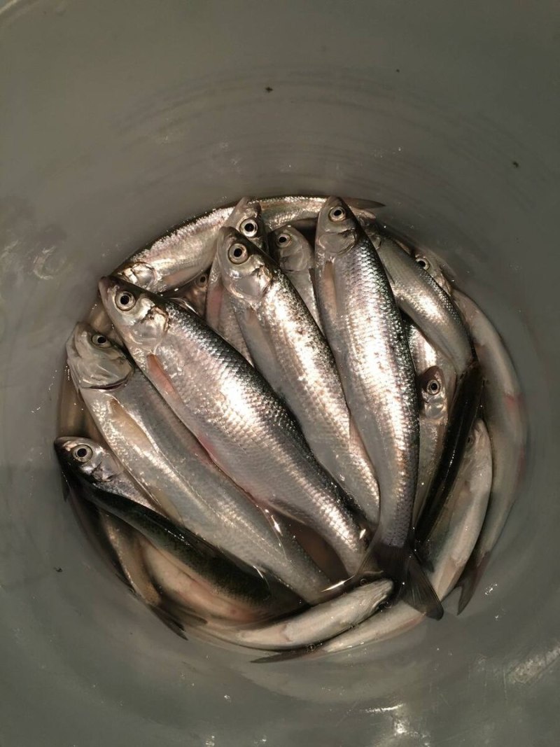 Рыбалка на Каспийском море