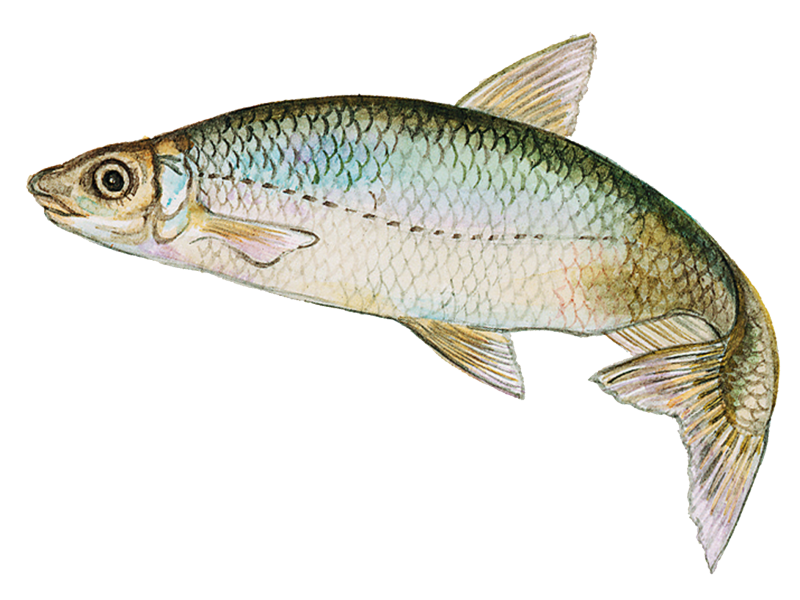 Рыбец и Вимба