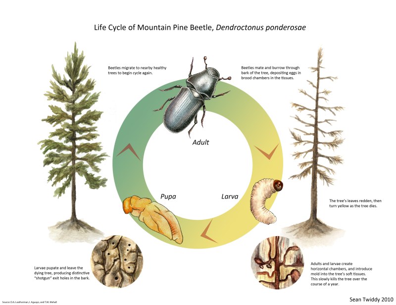 Beetle Lifecycle