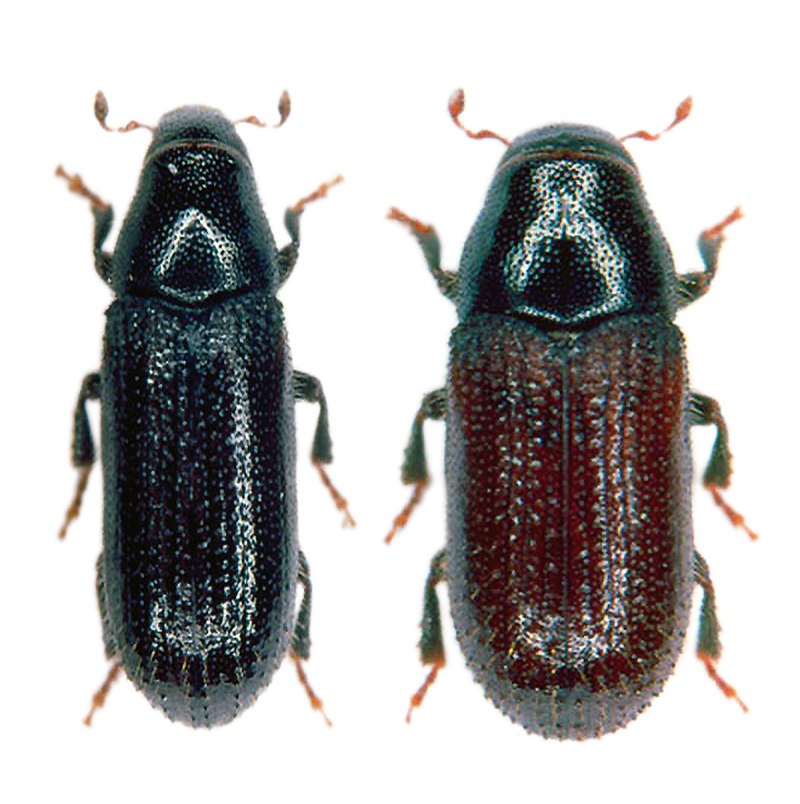Tomicus piniperda