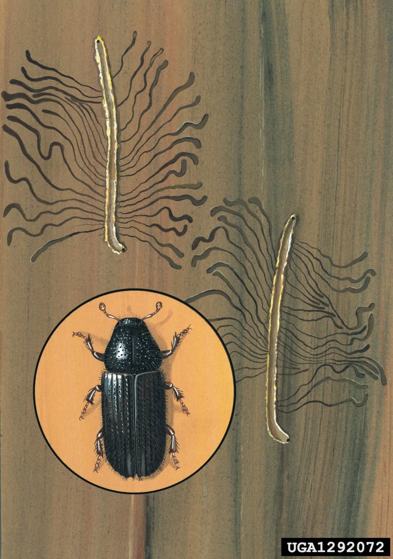 Большой Сосновый лубоед Tomicus piniperda