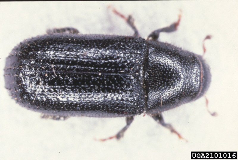 Большой Сосновый лубоед Tomicus piniperda