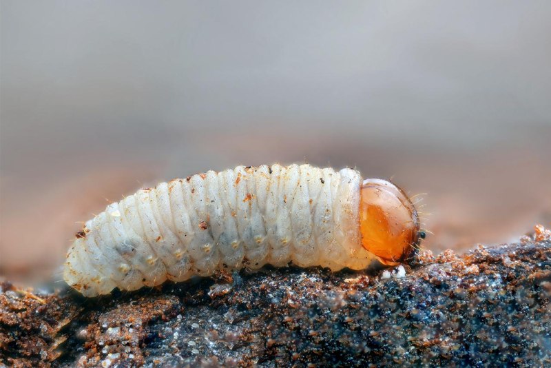 Dendroctonus Micans