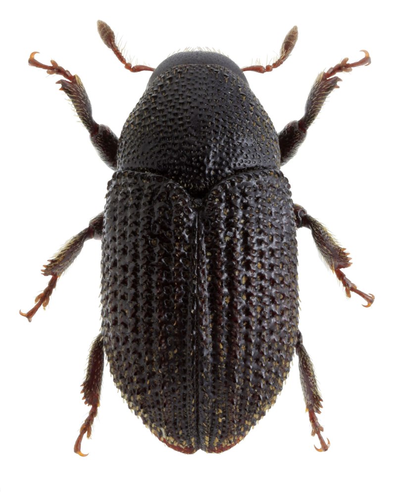 Hylesinus fraxini