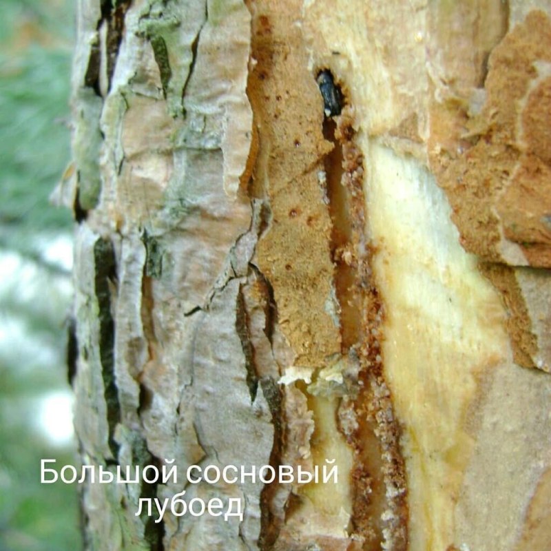 Жук короед Сосновый