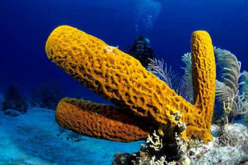 Губки Porifera Spongia