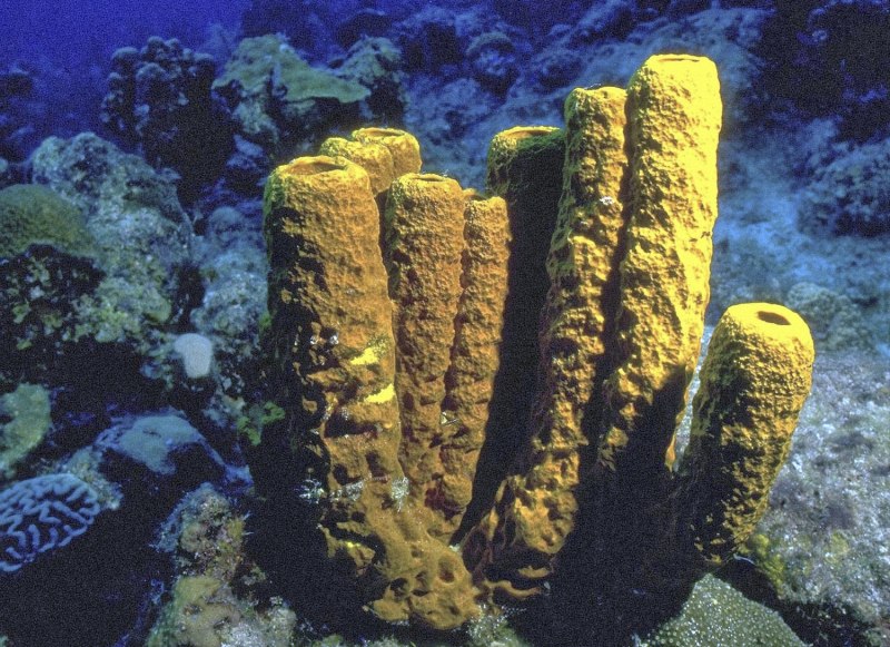 Морские губки и кораллы