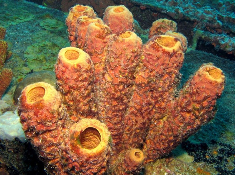 Морские губки Кишечнополостные