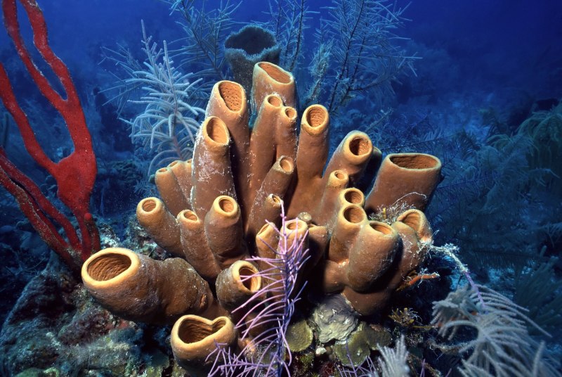Porifera Spongia