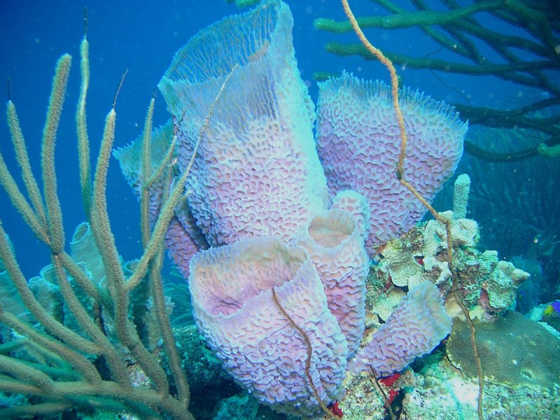 Губки Porifera